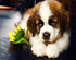 Saint Bernard Puppy & Yellow Flowers